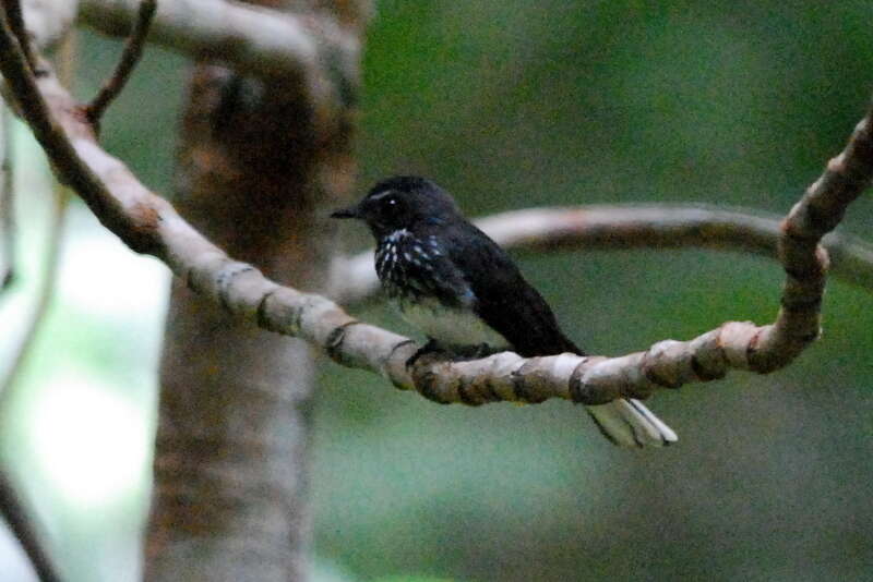 Image of Spotted Fantail