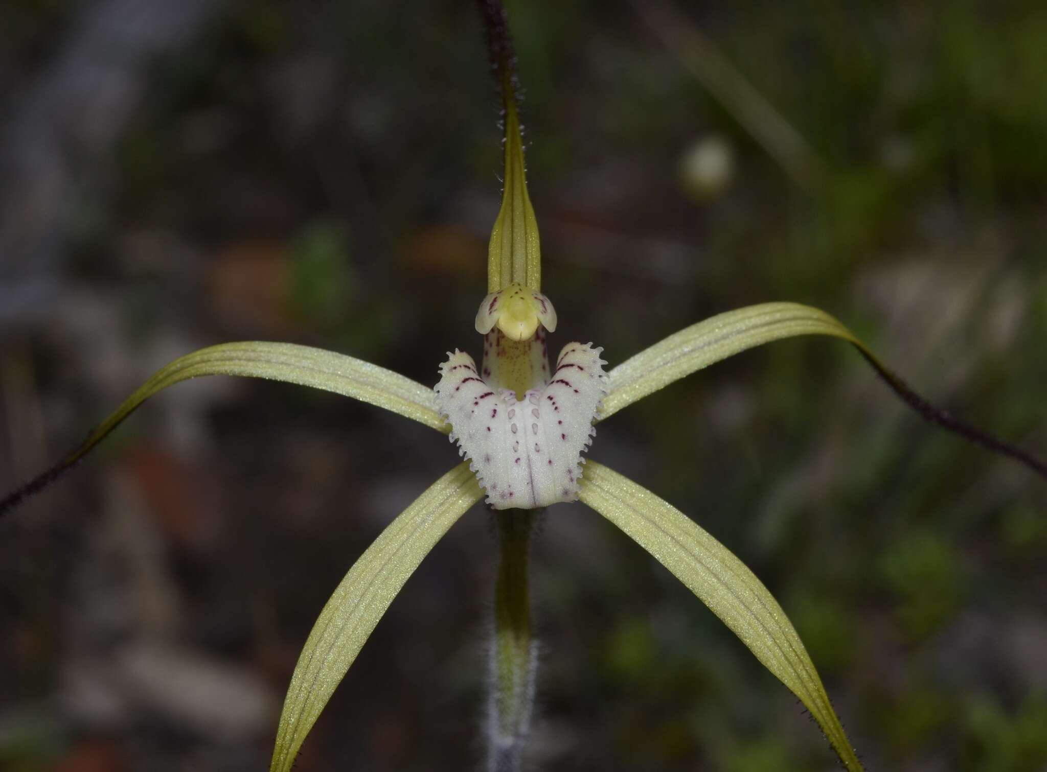 Image of Yellow spider orchid