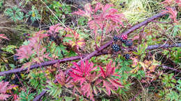 Image of cut-leaved bramble