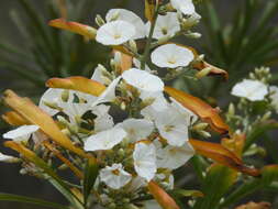 Слика од Convolvulus floridus L. fil.