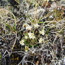 Image of Lehmann's rockjasmine