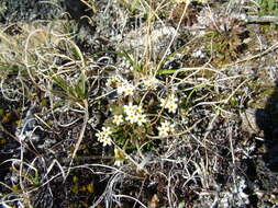 Image of Lehmann's rockjasmine