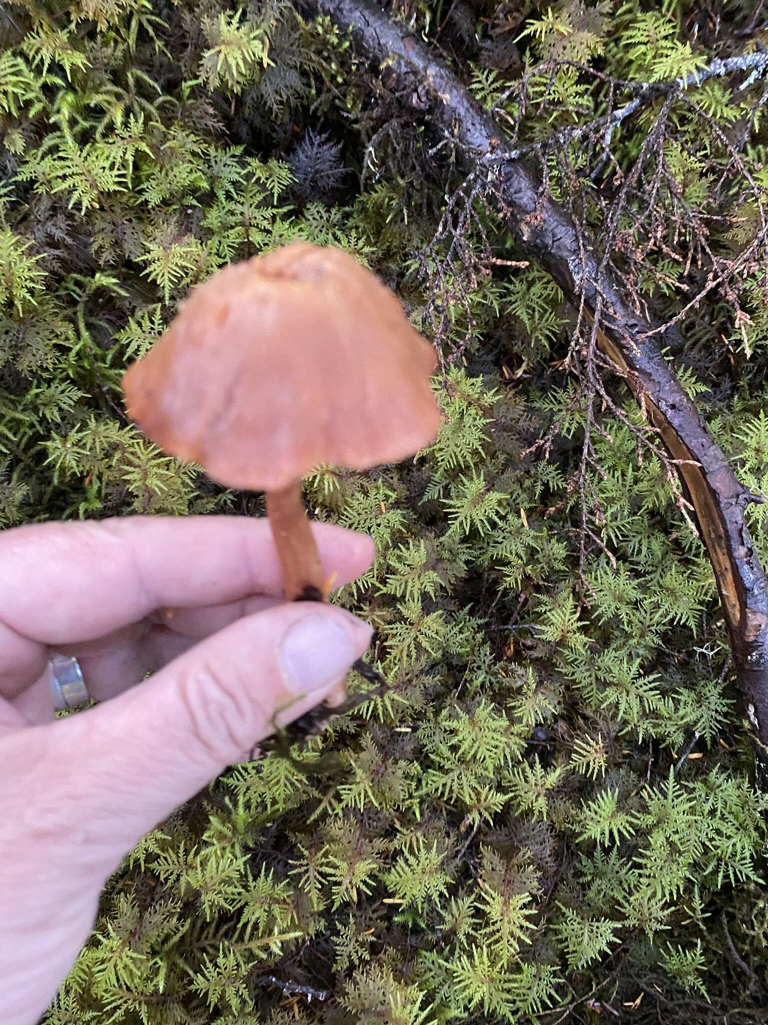 Image de Laccaria nobilis A. H. Sm. 1984