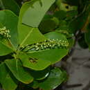 Image of Terminalia rubricarpa E. G. Baker