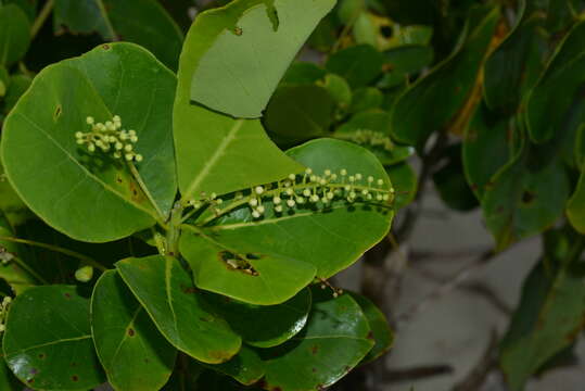 Plancia ëd Terminalia rubricarpa E. G. Baker