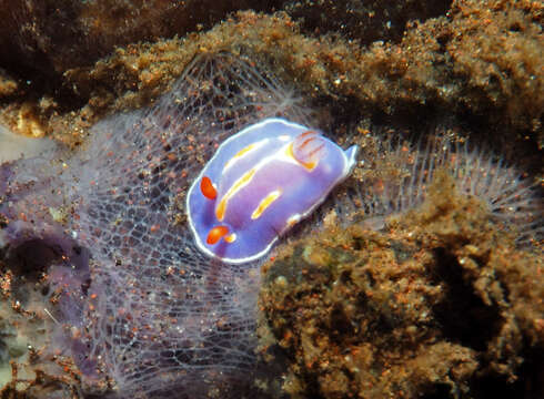 Image of Mexichromis trilineata (A. Adams & Reeve 1850)