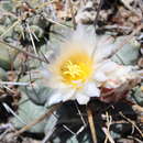 Image of Thelocactus rinconensis subsp. multicephalus