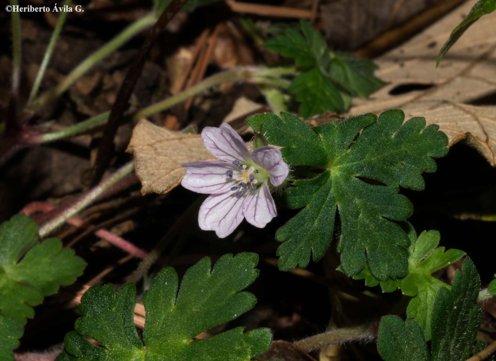 Imagem de Geranium seemannii Peyr.