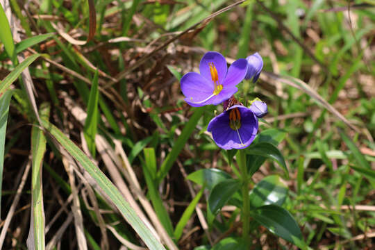 Image de Exacum trinervium (L.) Druce