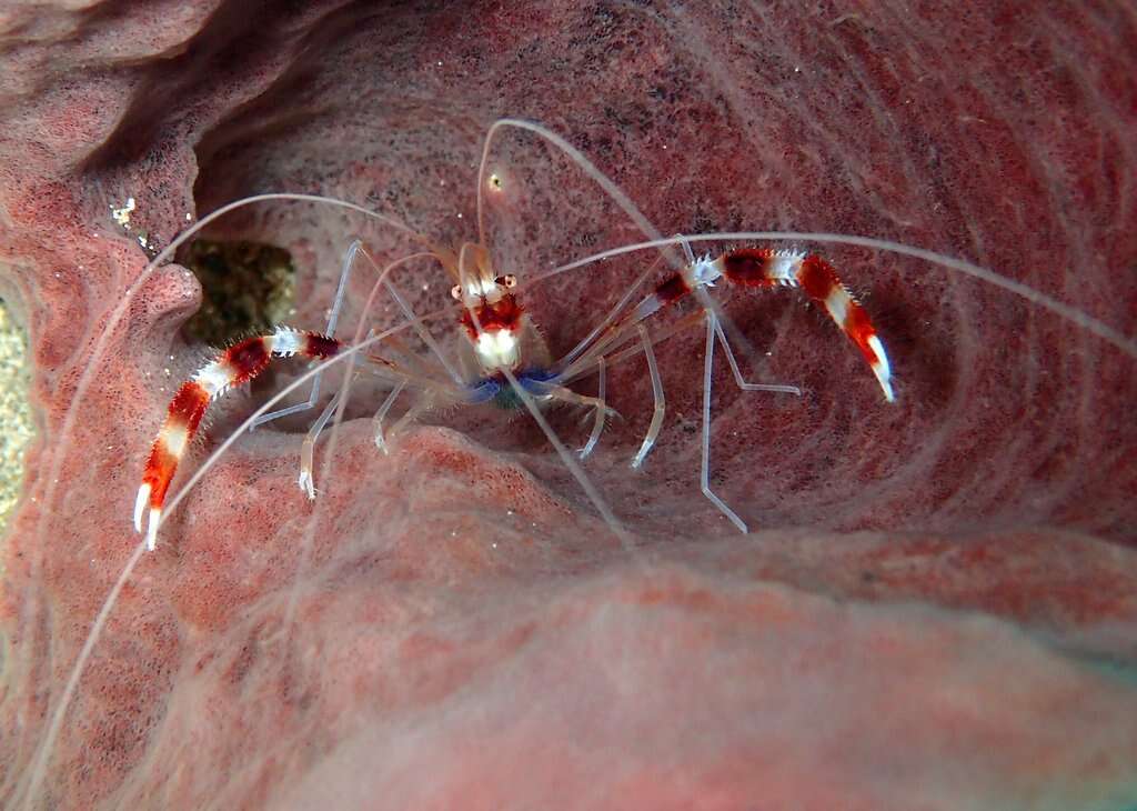 Image of coral shrimps