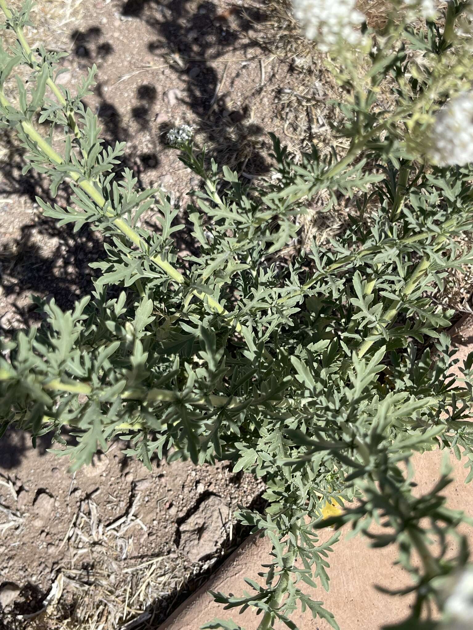 Image of Lepidium thurberi Wooton