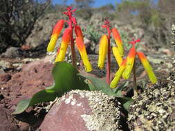 Image of Lachenalia thunbergii G. D. Duncan & T. J. Edwards