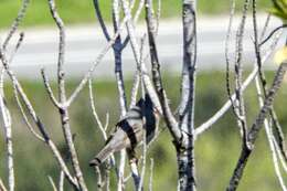 Sivun Curruca cantillans albistriata Brehm & CL 1855 kuva