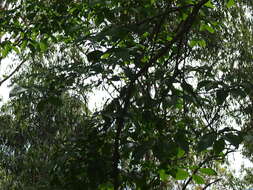 Image of Bar-crested Antshrike