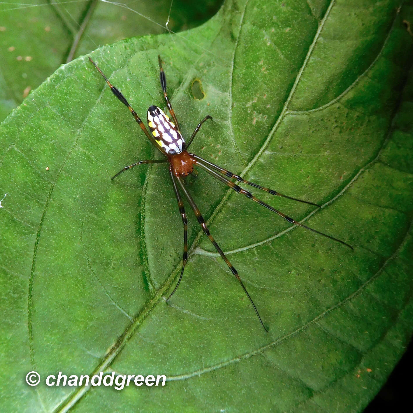 Image of Leucauge tessellata (Thorell 1887)