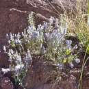 Image de Salvia parryi A. Gray