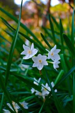 Image of paperwhite narcissus