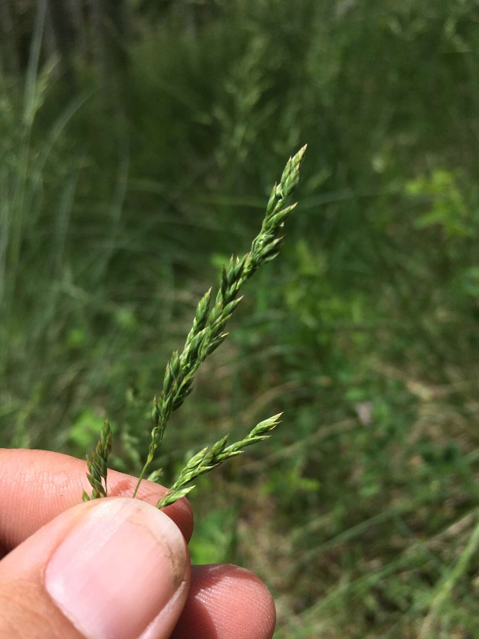 Image of Thurber's fescue