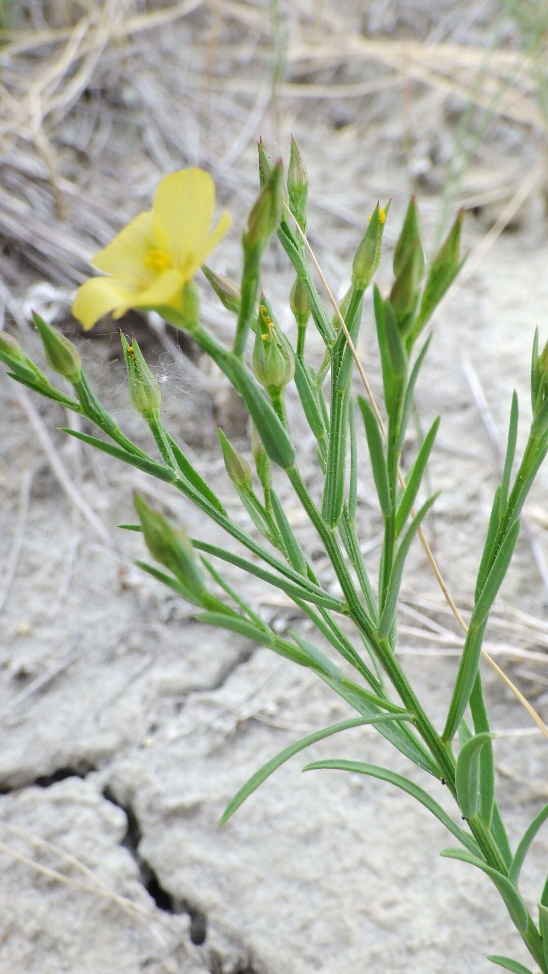 Image of Wyoming flax