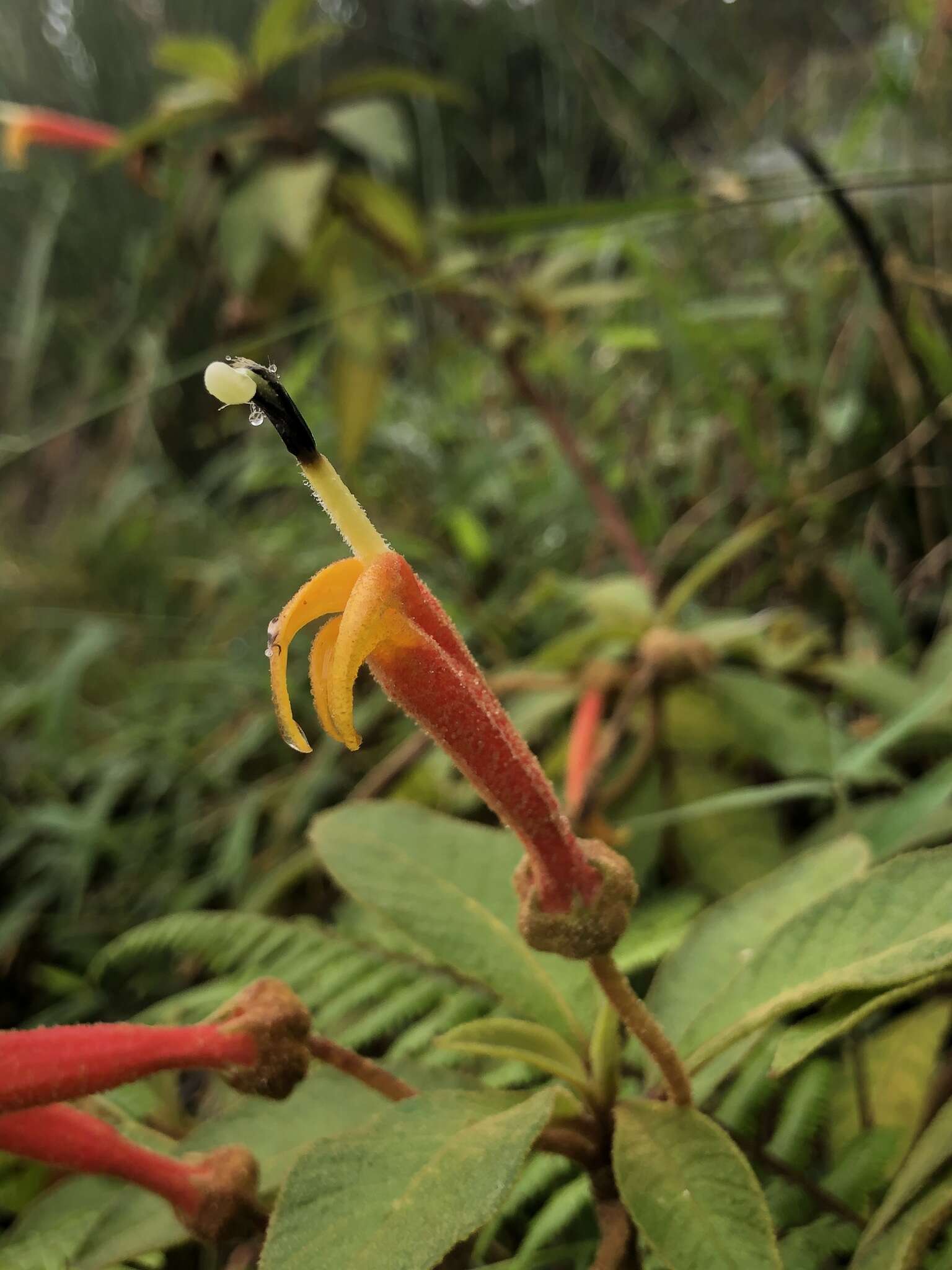 Image of Centropogon ferrugineus (L. fil.) Gleason