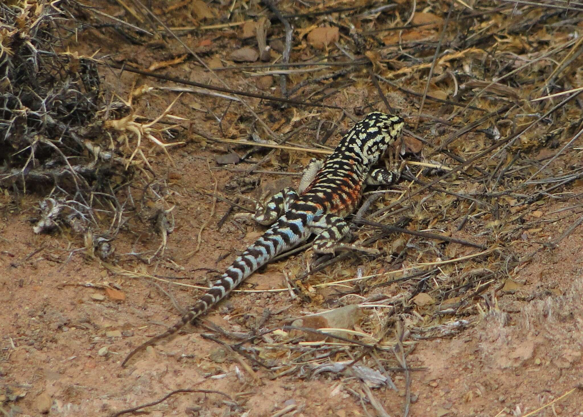 Image de Liolaemus ornatus Koslowsky 1898