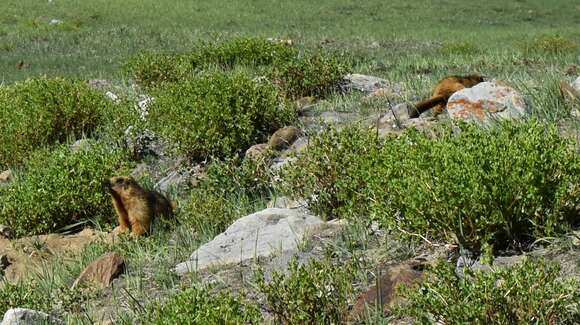 Imagem de Marmota caudata (Geoffroy 1844)