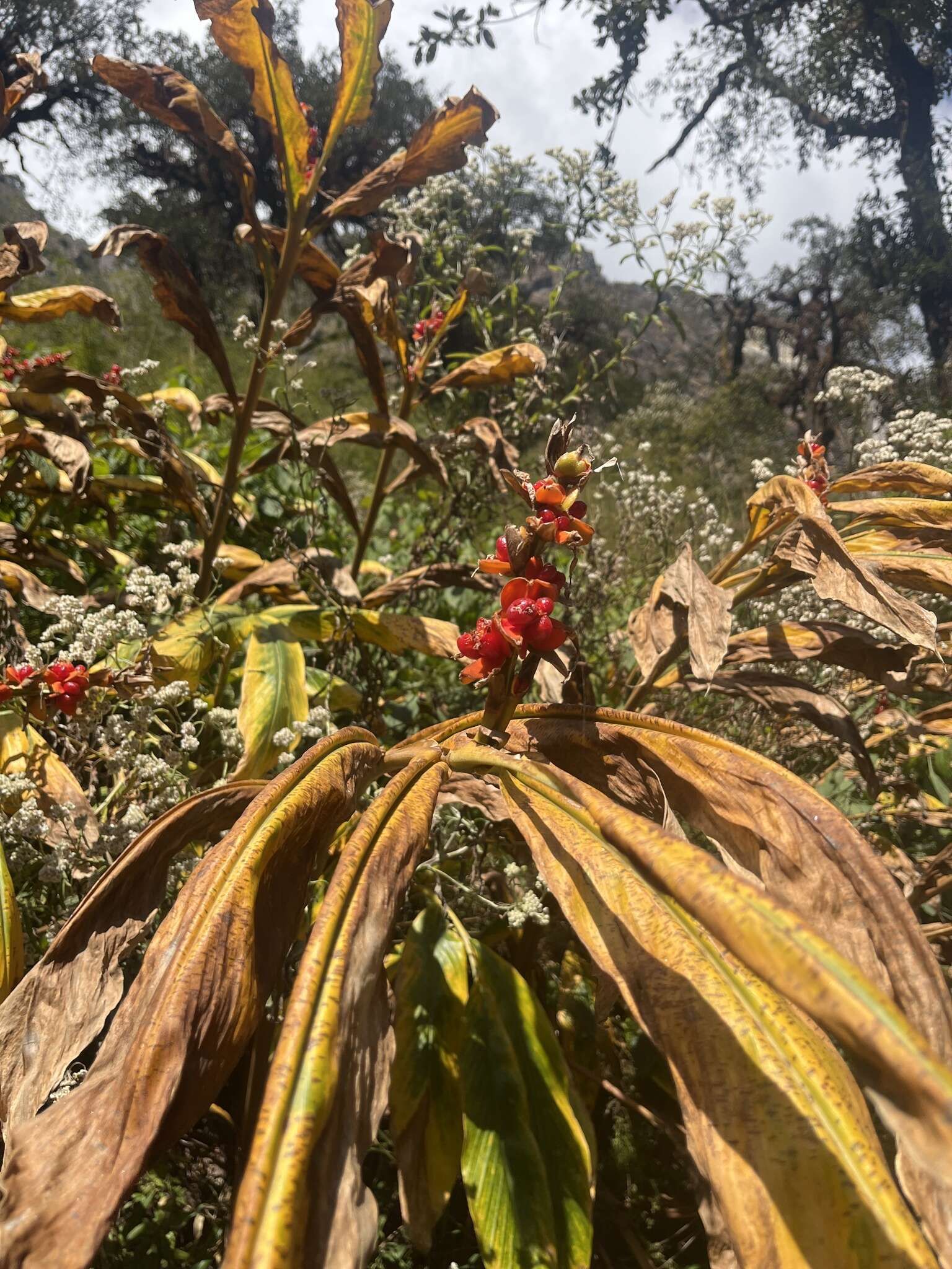 Слика од Hedychium spicatum Sm.