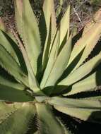 Image of Agave ghiesbreghtii Verschaff.