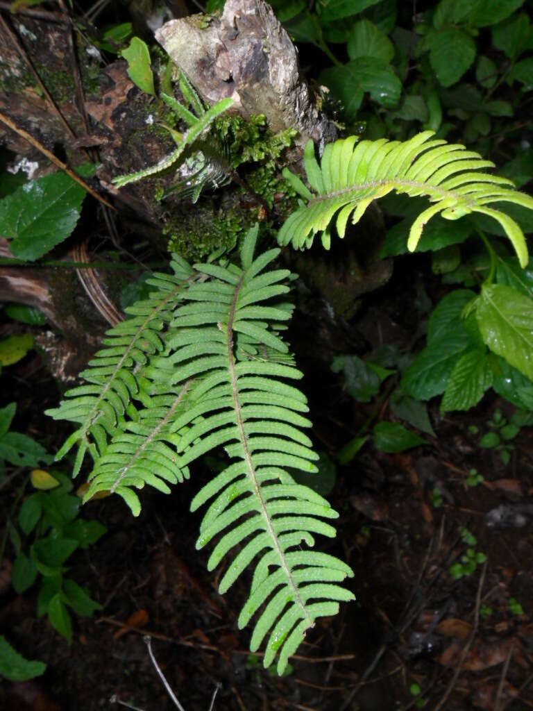 Image of Pleopeltis furfuracea (Schltdl. & Cham.) A. R. Sm. & Tejero