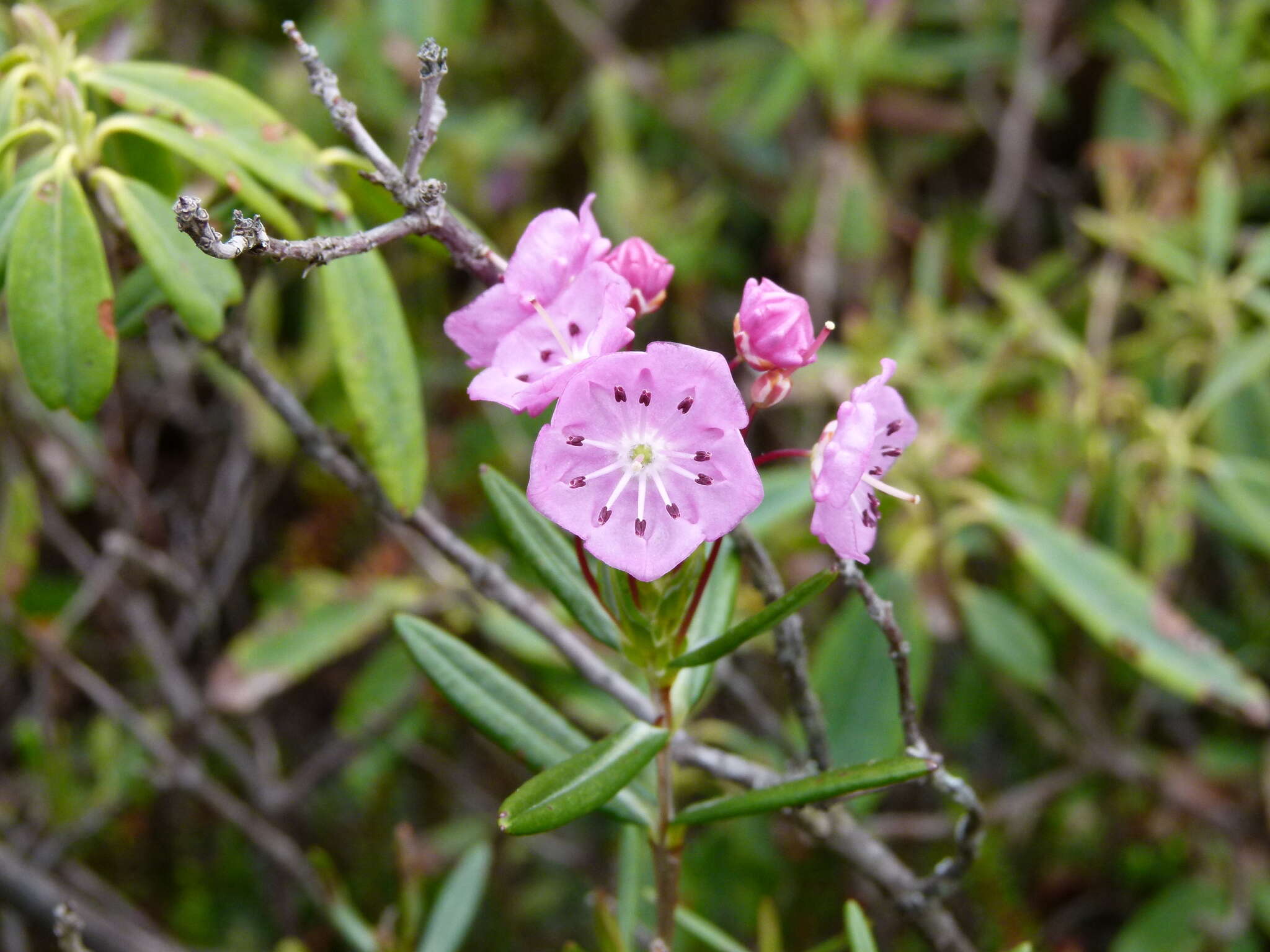 Image of bog laurel