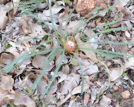 Image of Banksia dallanneyi A. R. Mast & K. R. Thiele