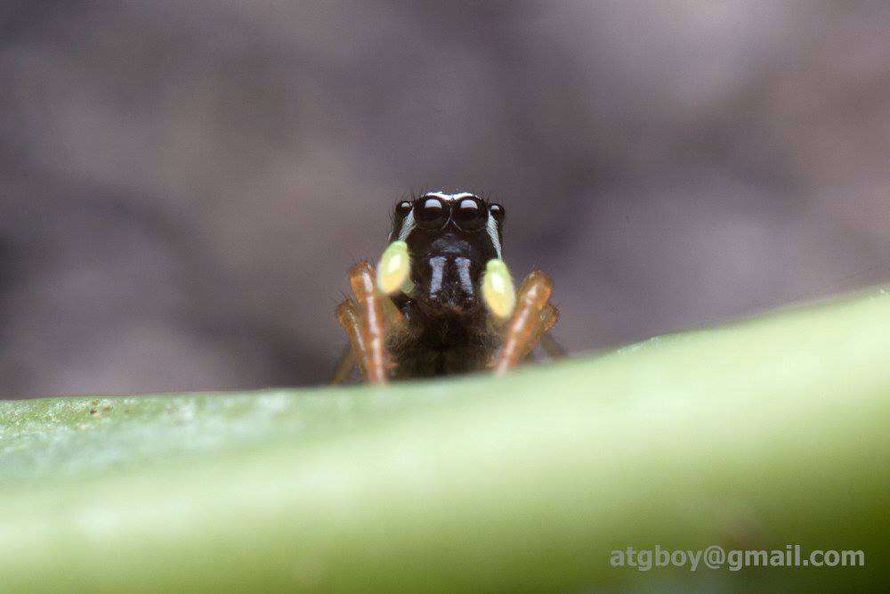 Image of Dendroicius hotaruae