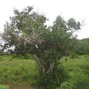 Image of Esenbeckia hartmanii Robins. & Fernald