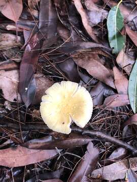 Image de Amanita austropulchella D. A. Reid 1978