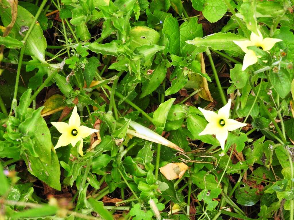 Image of Schizocarpum