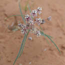 Image of Cutler's milkweed