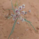 Image de Asclepias cutleri R. E. Woodson