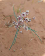 Image of Cutler's milkweed