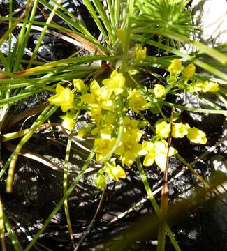 Image de Sebaea sulphurea Schltdl.