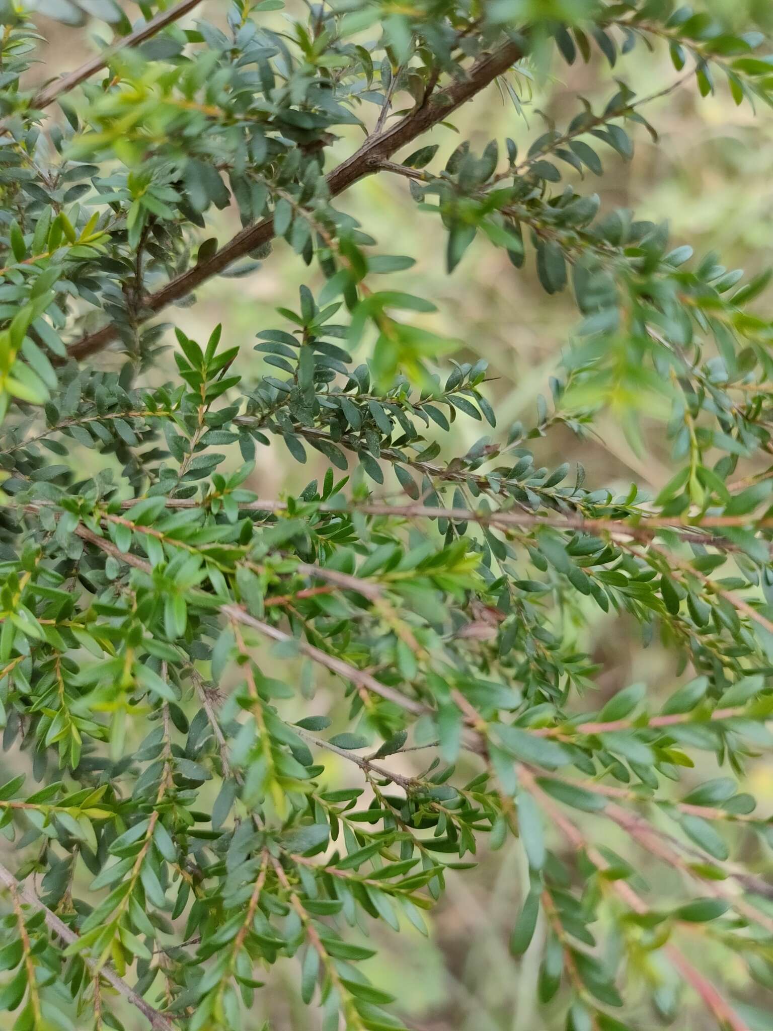 Image of Sannantha bidwillii (A. R. Bean) Peter G. Wilson