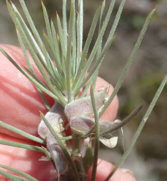 Image of Aspalathus florifera R. Dahlgren