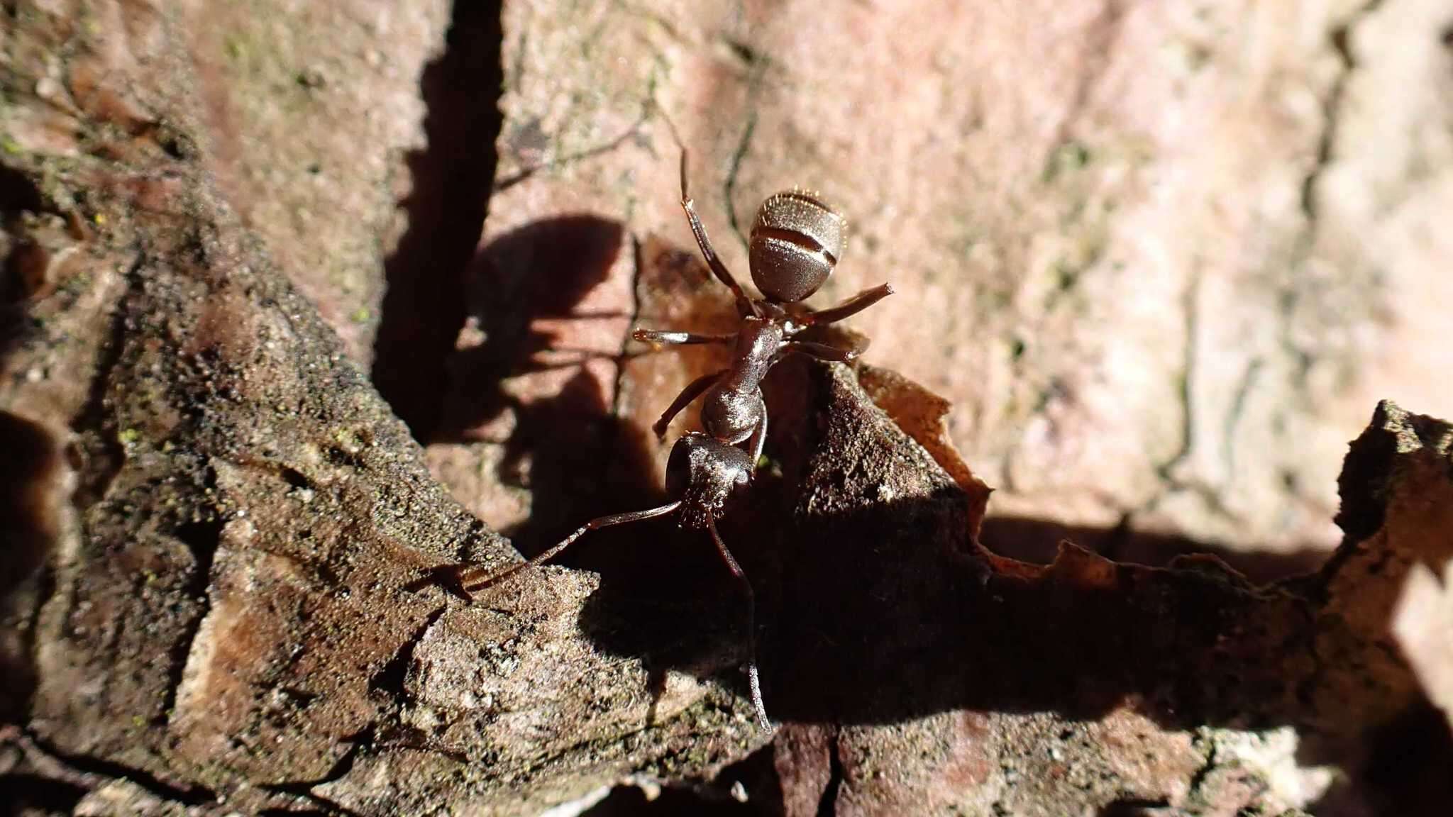 Слика од Formica cinerea Mayr 1853