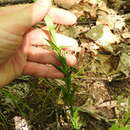 Image of Borodinia missouriensis