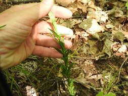 Image of Borodinia missouriensis