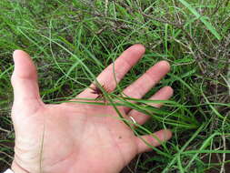 Image of Cyperus usitatus Burch.