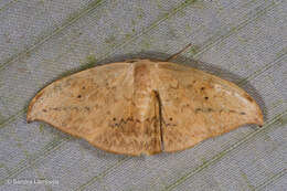 Image of Strepsigonia diluta Warren 1897