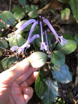 Image of Plectranthus hilliardiae Codd