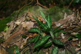 Image of Goodyera daibuzanensis Yamam.