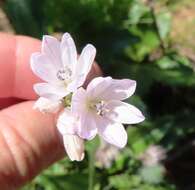 Image of Ixia flexuosa L.