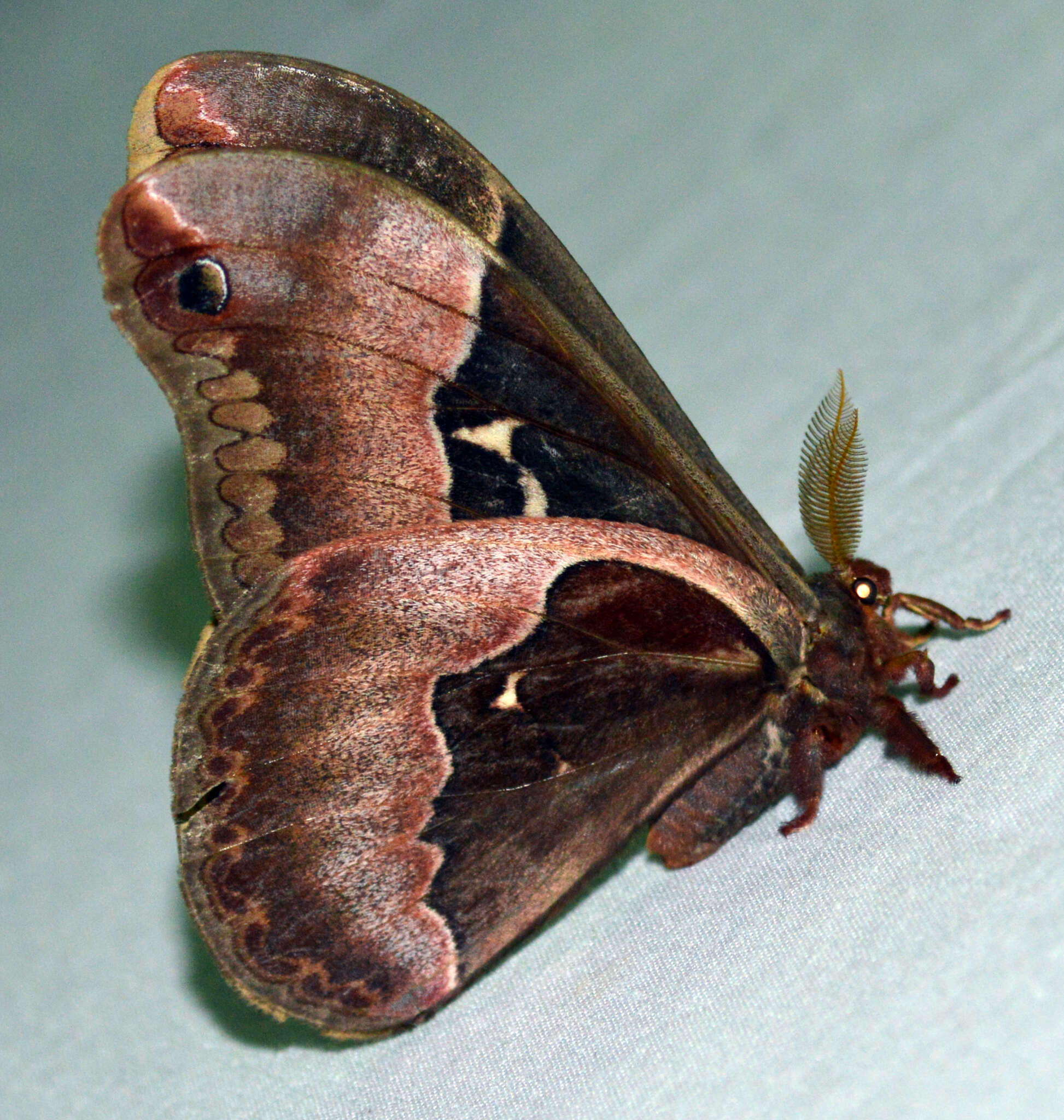 Image of Tulip-tree Silkmoth